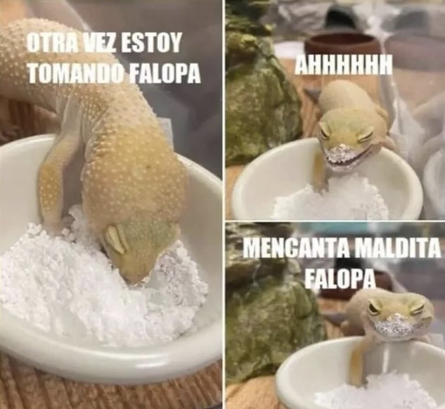 falopa.jpg