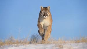 puma.jpg