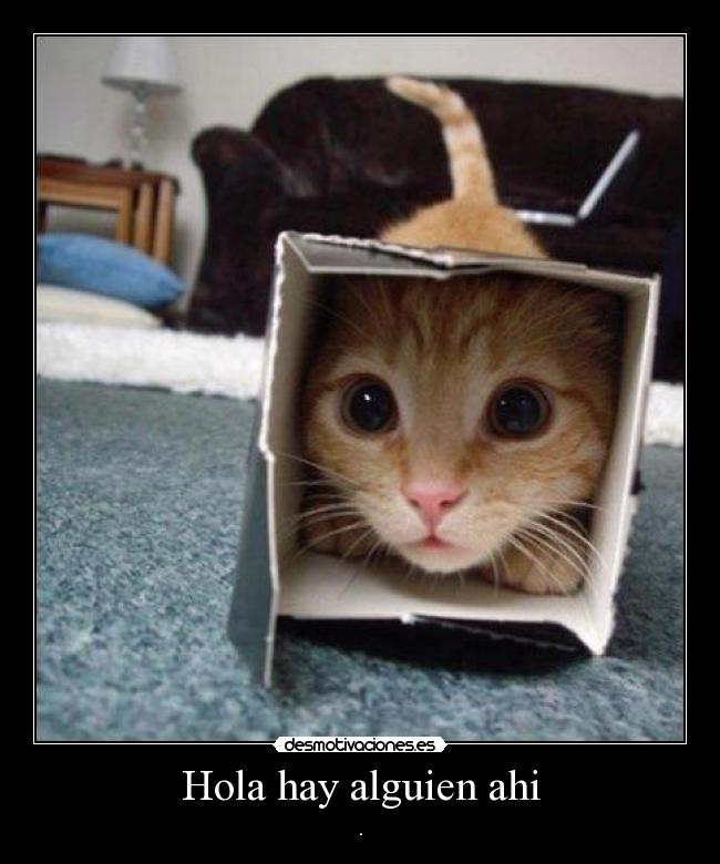Gato en una caja.jpg