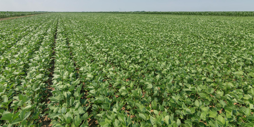 soybeans-in-rows.jpg