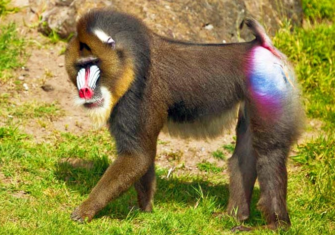 Mandril.png